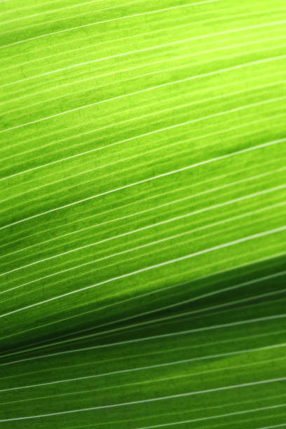 green leaf sunlight ombre fond vein aspidistra foliate abstract pattern striped natural texture macro photography copy space extreme close-up - chlorophyll striped leaf natural pattern photos et images de collection