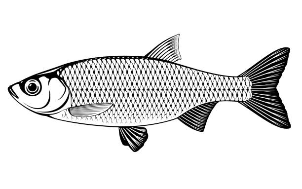 Rudd fish black and white Realistic rudd fish in black and white isolated illustration, one freshwater fish on side view rudd fish stock illustrations