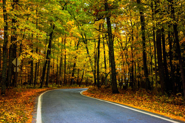 Narrow road weaves its way through the Tunnel of Trees.
