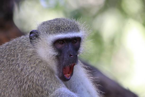 istock A vervet monkey in South Africa 1265630349