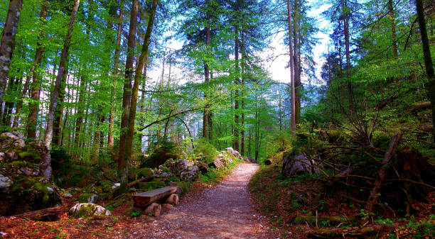 road in a forest in the alps