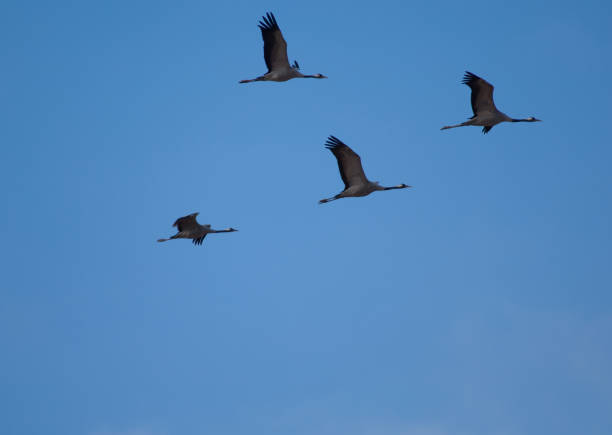 istock Common cranes in flight in the Gallocanta Lagoon. 1265630725