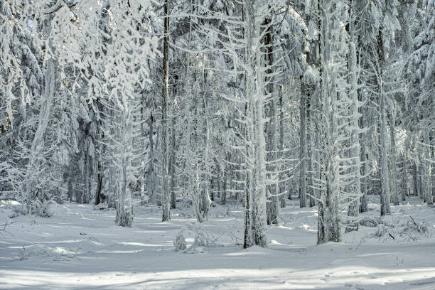 forest in winter stock photo