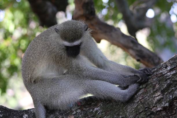 istock A vervet monkey in South Africa 1265630812