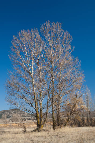 istock Trees in a meadow in the Gallocanta Lagoon. 1265630933