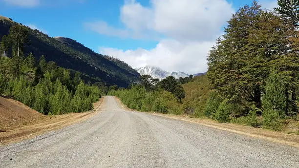 Photo of road in forest reserve in patagonia argentina