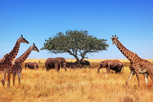 African elephants, giraffes and a lone tree in the savannah. Tanzania. Serengeti national park.