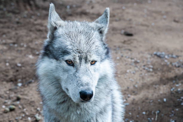 istock Cute Dog breed Husky portrait looking at the camera 1265632908