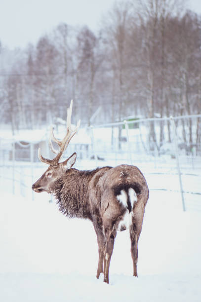 istock Noble Sika deer ,  Cervus nippon, spotted deer ,  walking in the snow on a white background 1265632944