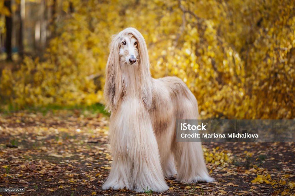 Dog, gorgeous Afghan hound, full-length portrait, against the background of the autumn forest, space for text Afghan Dog Stock Photo