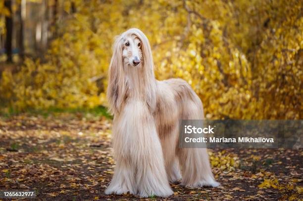 Dog Gorgeous Afghan Hound Fulllength Portrait Against The Background Of The Autumn Forest Space For Text Stock Photo - Download Image Now