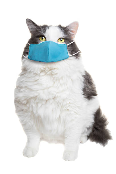 istock Fat White and Gray Cat in Coronavirus Face Mask 1265635643