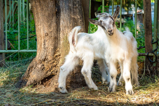 Two small goats in the farmyard, looking in front of them