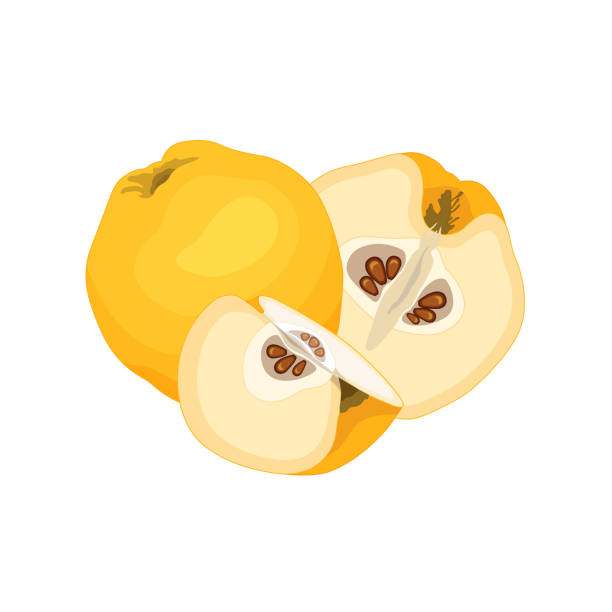 ilustrações de stock, clip art, desenhos animados e ícones de composition with vector quince. fruits isolated on white background. - quince