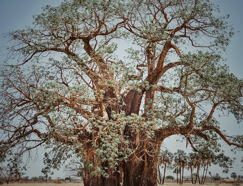 Landscape with a beautiful African baobab tree with leaves ( Adonsonia digitata)