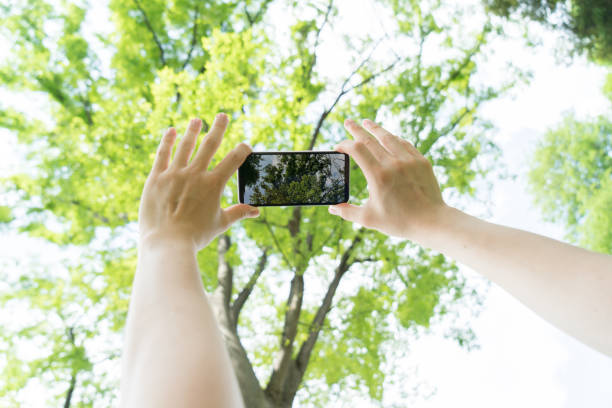 istock Taking pictures of trees with a smartphone 1265637324