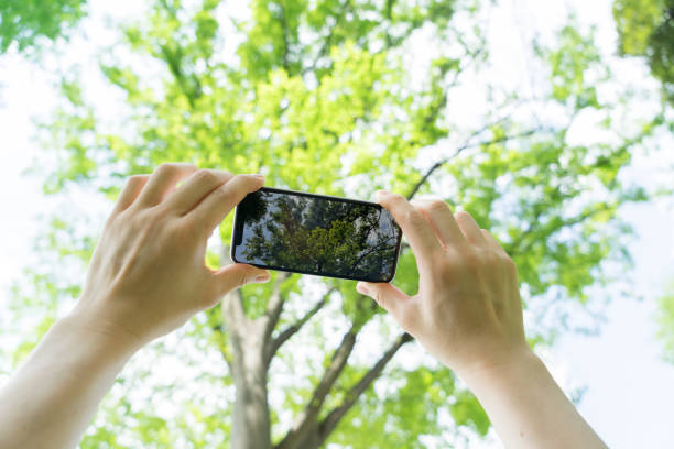 A pair of hands holds a smartphone to photograph a lush forest trail. Sunlight filters through leaves, blending technology with nature as the scene is captured on the phone screen.