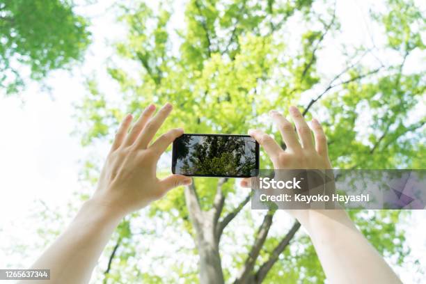 スマートフォンで木の写真を撮る