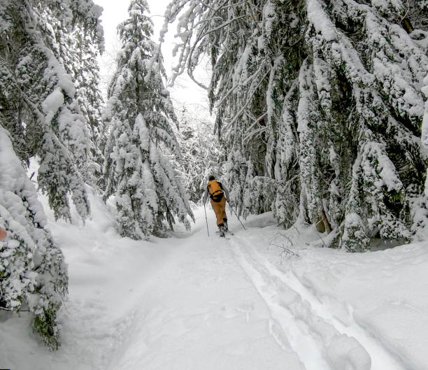 istock Young man backcountry skis through forest with fresh snowfall 1265638879