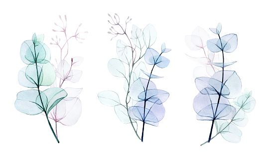 watercolor drawing, set of transparent bouquets of leaves and branches of eucalyptus isolated on white background. gentle drawing in pastel colors, design for a wedding, decoration of a greeting card