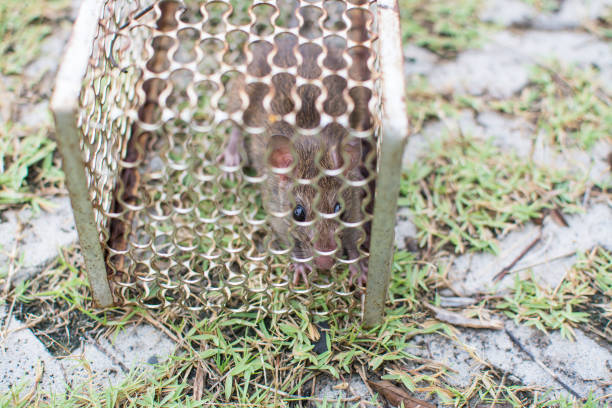 istock rat was in cage catching a rat. 1265642424