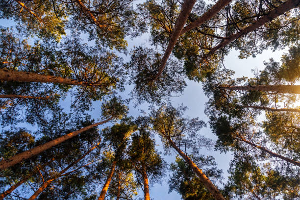 istock The texture of the pine forest on a summer sunny day 1265643354