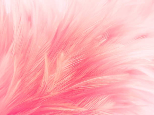 istock Beautiful abstract white and pink feathers on white background and soft white feather texture on pink pattern and pink background, feather background, pink banners 1265643580