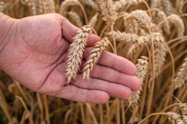 istock Hand holding golden wheat 1265643847