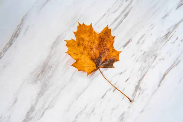 Old autumn orange maple leaf on white marble table symbolizing change of seasons