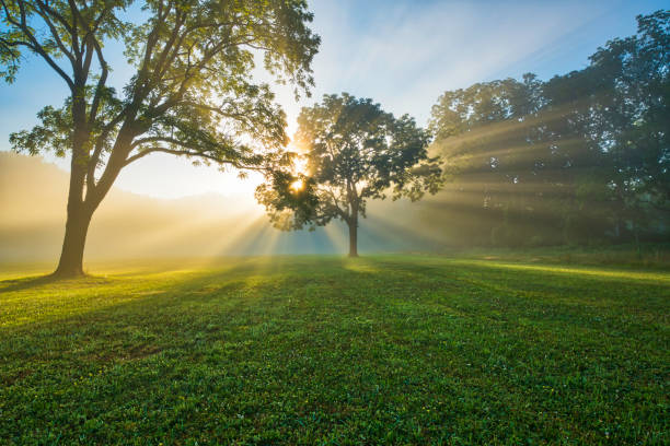 Dreamy sunrise at Naritan New Jersey Dreamy sunrise at Naritan Park in New Jersey featuring sun rays beaming through the tree gladstone new jersey stock pictures, royalty-free photos & images