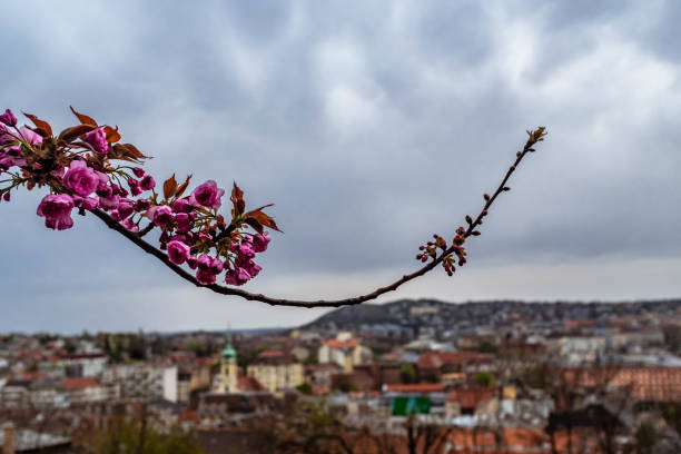 istock Cherry branch on city background. 1265646226