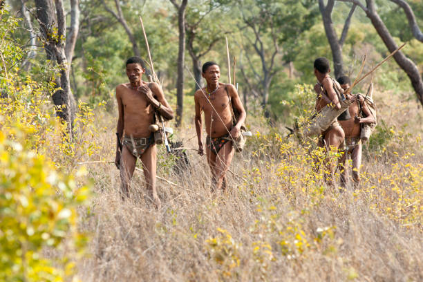 ; ! 칼라하리에서 사냥하는 쿵 부시먼 - bushmen 뉴스 사진 이미지
