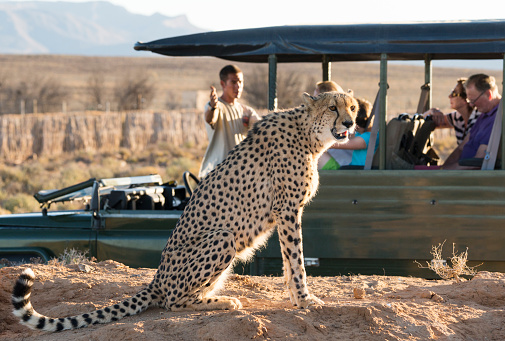 A female leopard staring into the sunset as she walks down the road with her cub