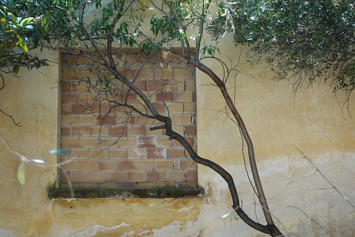 Bricked up window obscured by tree branches. Abandoned house exterior.