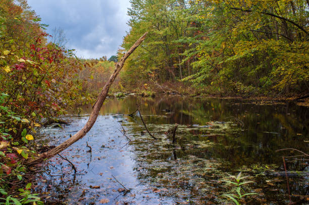 istock Autumn Colorful Pond 1265648272