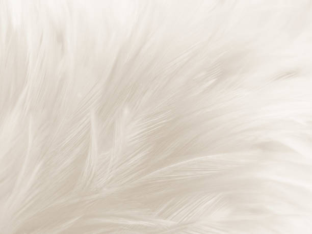 istock Beautiful abstract gray and white feathers on white background, soft brown feather texture on white pattern background, yellow feather background 1265650542