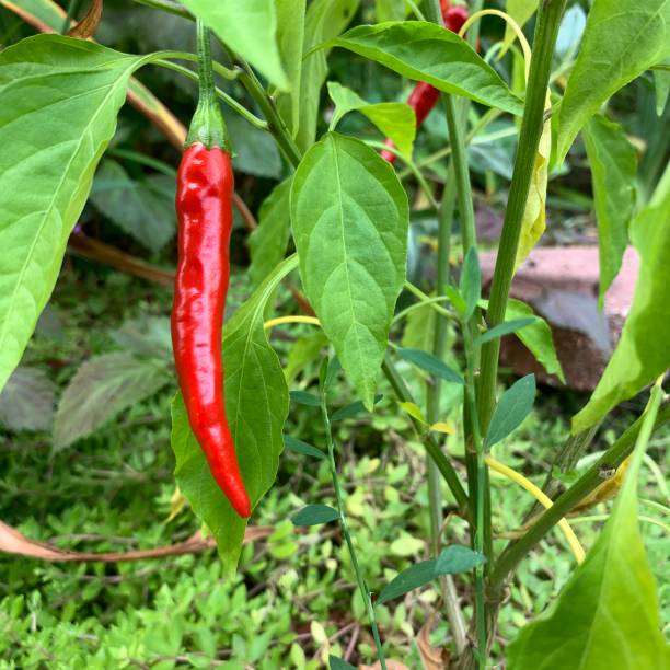 istock Red Hot Cayenne Peppers in Urban Garden 1265651341