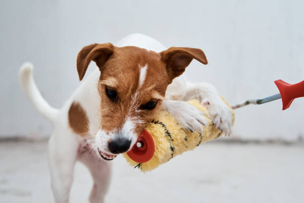 istock Renovation concept . Dog jack russell terrier playing with paint roller in white room 1265651653