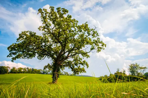 Tall magnificent oak tree in field on hot summer day