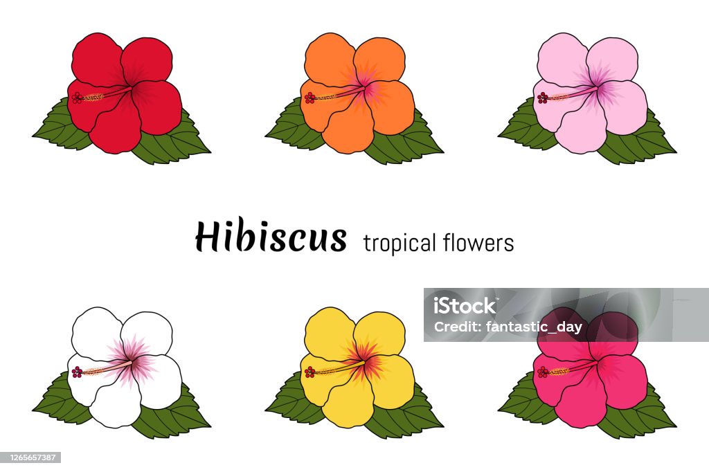 Ensemble De Fleurs Tropicales Dhibiscus Isolé Sur Fond Blanc Illustration Vectorielle Vecteurs