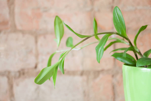 istock Fresh green plant sprouts in the pot on the bricks background 1265657640