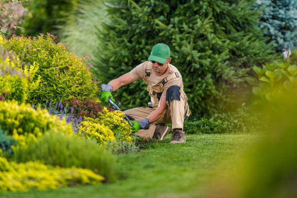 istock Professional Gardener Pruning Bushes And Shrubs. 1265659704
