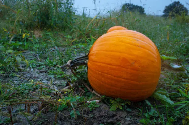 Orange pumpkins in pumkin patch on wet rainy Autumn day