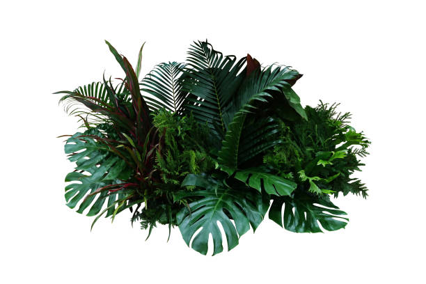 Tropical foliage plant bush (Monstera, palm leaves, Calathea, Cordyline or Hawaiian Ti plant, ferns, and fir) floral arrangement indoors garden nature backdrop isolated on white with clipping path. Tropical foliage plant bush (Monstera, palm leaves, Calathea, Cordyline or Hawaiian Ti plant, ferns, and fir) floral arrangement indoors garden nature backdrop isolated on white with clipping path. calathea photos stock pictures, royalty-free photos & images