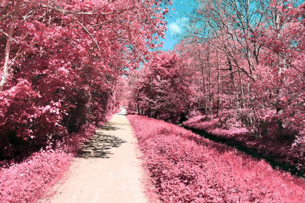 istock Beautiful purple infrared landscape in high resolution 1265662054