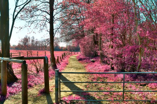 Beautiful purple infrared landscape with a magical look in high resolution