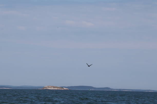 istock Birch Point Beach, Owls Head, ME 1265663410