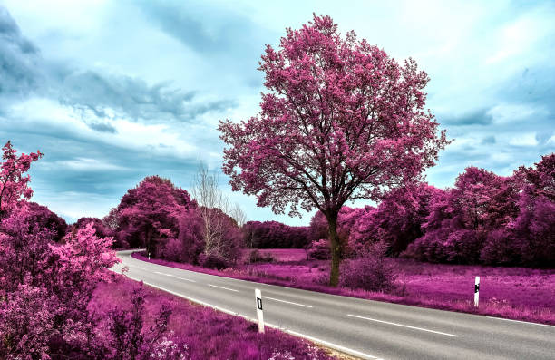 Beautiful purple infrared landscape with a magical look in high resolution
