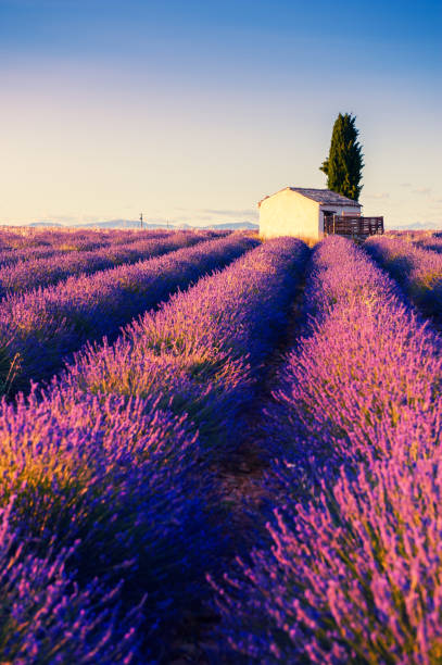 istock Lavender fields at sunset in Provence, France. 1265667856
