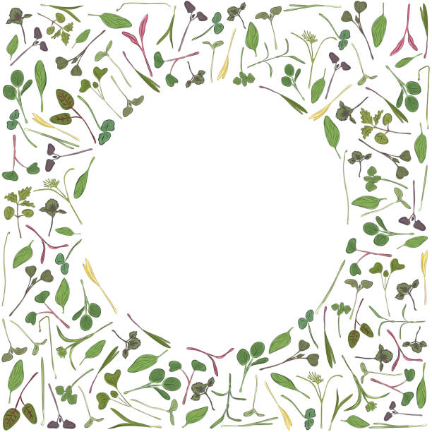 Vector round frame with microgreen. Herbs - pea, sunflower, onion, corn, basil, china rose, spinach, fennel, sorrel, collard, dill, salad burnet, kohlabi, barley, tatsoi on a white background Vector round frame with microgreen. Herbs on a white background. rosa chinensis stock illustrations